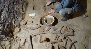 Мужчина нашел в погребе останки гигантов Ледникового периода (4 фото)