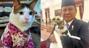 Indonesian president's cat has personal bodyguards (4 photos + 1 video)