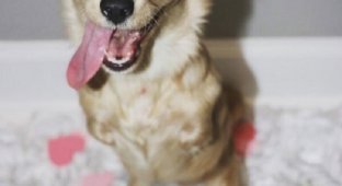 12-летний мальчик сделал для щенка, родившегося без передних лап, инвалидную коляску LEGO Ис (9 фото + 1 видео)