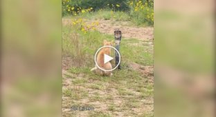 Небезпечна зустріч кота з коброю
