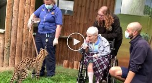100-летняя женщина всю жизнь мечтала встретить сервала, и ее мечта сбылась
