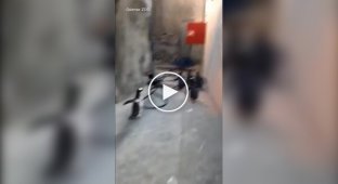 Пінгвіни спробували втекти із зоопарку