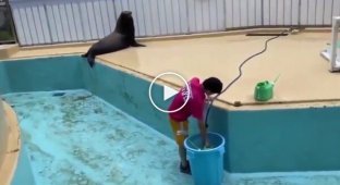 Тюлень розважається під час прибирання басейну