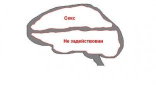 О мозгах (3 фото)