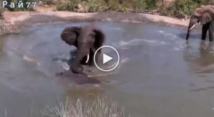 An elephant cleared a pond of hippos
