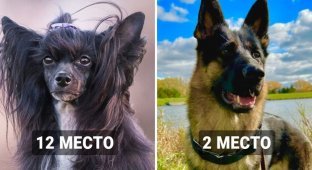 17 dog breeds that are the most aggressive according to scientists (18 photos)