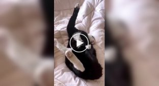 Животные (короткие видео). Выпуск 83