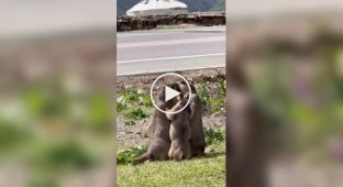 A small groundhog tries to reconcile its parents during a family argument