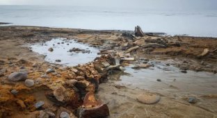 Remains of ancient whales were found in the Arctic at the site of a melted glacier (4 photos)