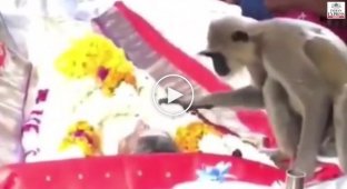 Man, get up! Grieving monkey came to the funeral of a friend