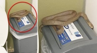 The deadliest snake in the world crawled into the toilet of an Australian (6 photos + 1 video)