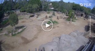 Elephants' reaction to an earthquake