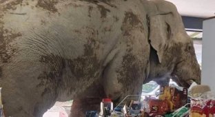 Слон обчистив полиці з крекерами у магазині (1 фото + 2 відео)