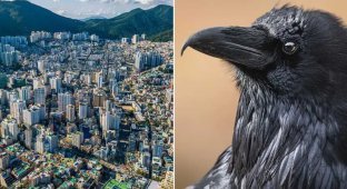 Smart crows terrorize cities, attacking people and causing power outages (3 photos)