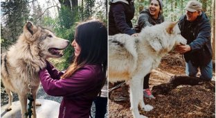 There is a nature reserve in the USA where you can cuddle with wolves (22 photos)