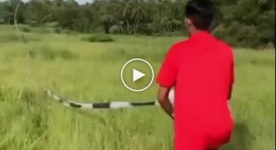 В сети нашли самого длинного воздушного змея с хвостом более 100 метров