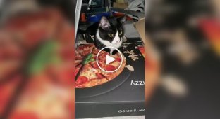 Жующий коробку из-под пиццы кот прославился в сети