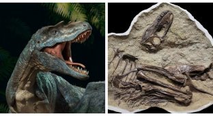 Остання трапеза динозавра віком 75 млн років (7 фото)