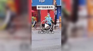 Собака поїхав від господаря на електровеліку