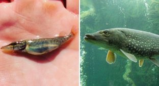 A selection of fry of different types of fish that surprise with their smallness (15 photos)