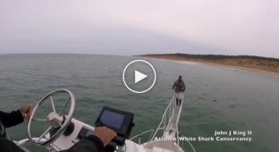 Белая акула попыталась атаковать ученого