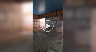 Опасные игры с малышом носорогом: Джерко идет на голос