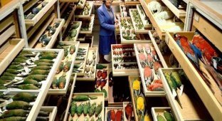 Удивительная коллекция Смитсоновского Национального музея естественной истории (12 фото)