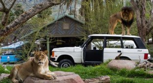Лучший американский зоопарк (35 фото)