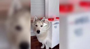 Лучший костюм для хаски