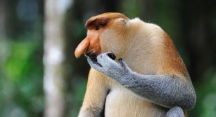 Эмоциональные обезьяны-носачи (10 фото)