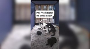 Музыкальная кормушка помогла кошке найти новый дом