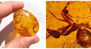 Antiquities preserved in solidified amber (9 photos)