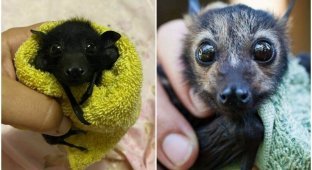 Just weirdos: photos that break stereotypes about bats (30 photos)
