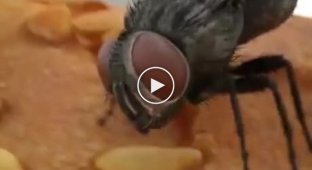 How do flies eat?