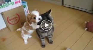 Not an easy task. Cat raising a cheerful puppy