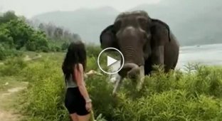 Elephant sends girl flying to tease him with banana in India