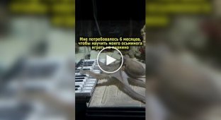 Парень попробовал научить осьминога играть на музыкальном инструменте