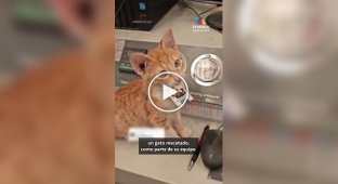 Бездомний кіт отримав посаду в мексиканській компанії