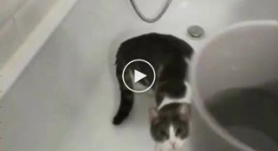 Кот пытается поймать и сразиться со струей воды