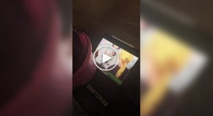 Кінь-анімешник