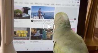 Папуга знайшов прикольне відео в Мережі