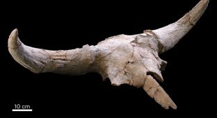 Десятки рогатих черепів виявлено в неандертальській печері. Знахідка спантеличила вчених (3 фото)