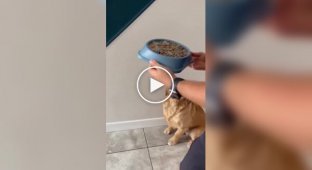 Пес не починає їсти, поки його не поцілують у лоб