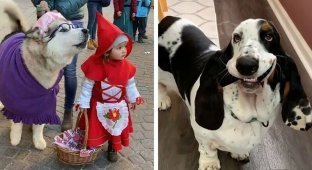 Dogs playing the fool: 12 times when the tailed made others laugh (13 photos)