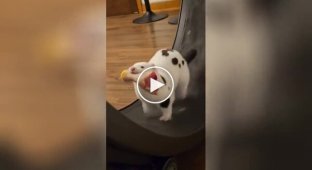 Mink Only Likes to Run in a Wheel with Food in Its Mouth