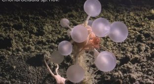 30 Creepy and previously unknown creatures (3 photos + video)