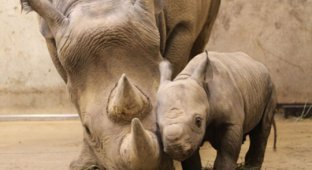 В зоопарке Сент-Луиса родился детеныш черного носорога (5 фото)