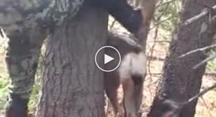 Освободили застрявшего оленя в деревьях