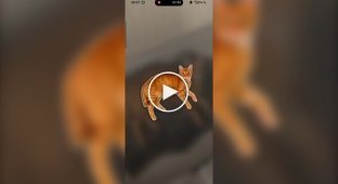 You can now collect cats like Pokémon