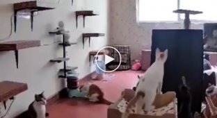 Trouble in the cattery due to the jump of the cat caught on video